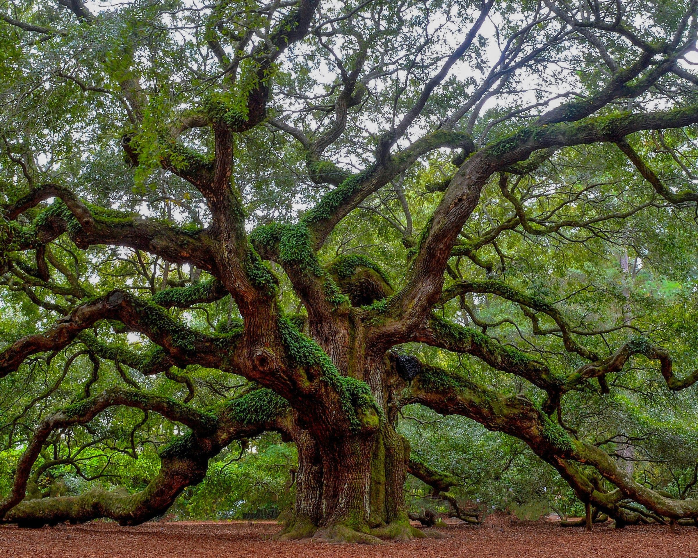 The Angel Oak's sprawling limbs on Johns Island
