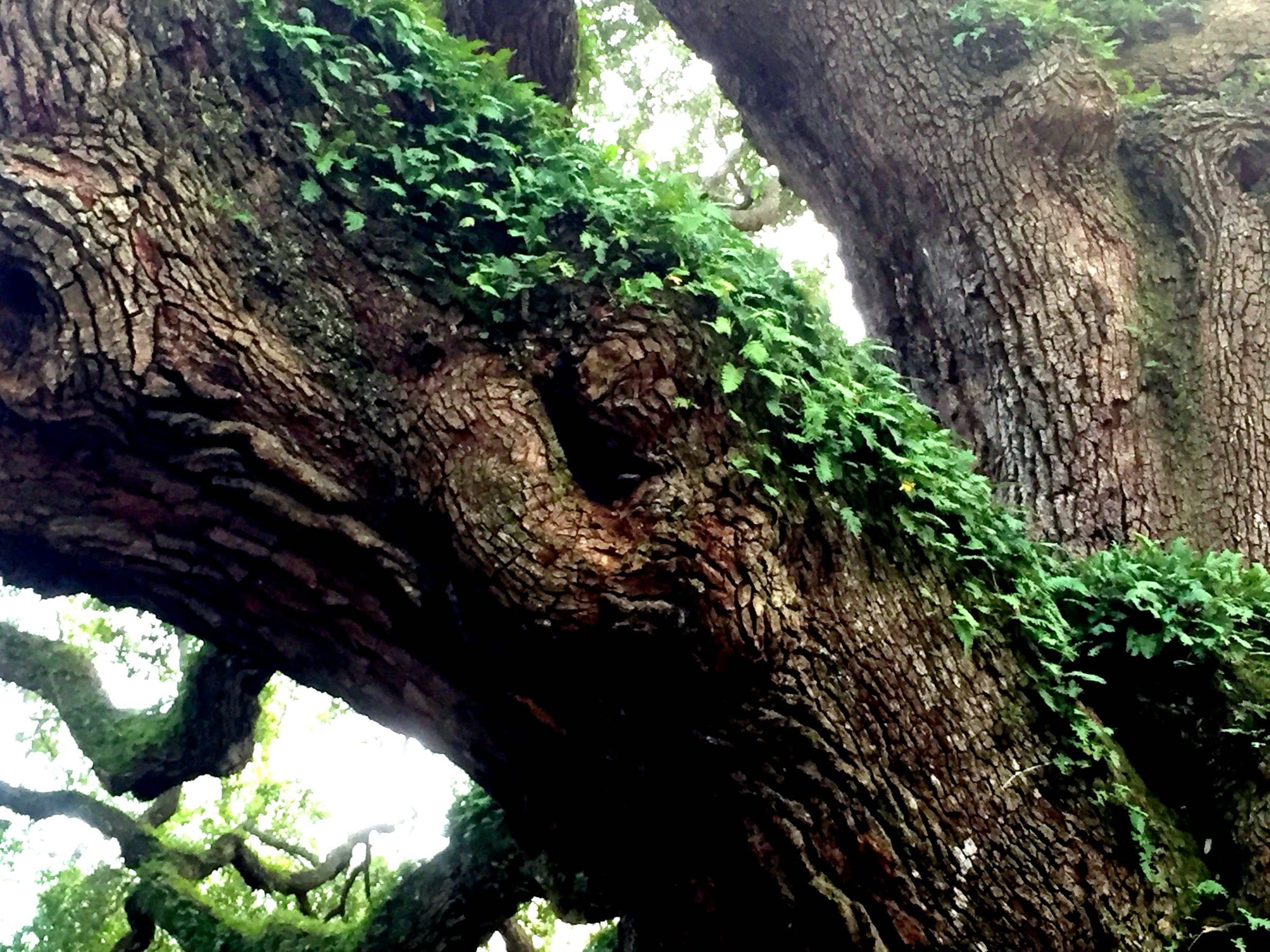 Ferns and greenery growing along one of the Angel Oak's massive limbs