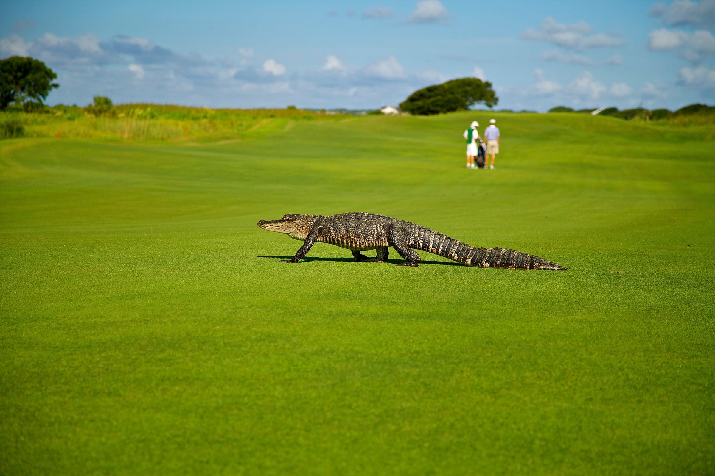 American alligator crossing a fairway on Kiawah Island