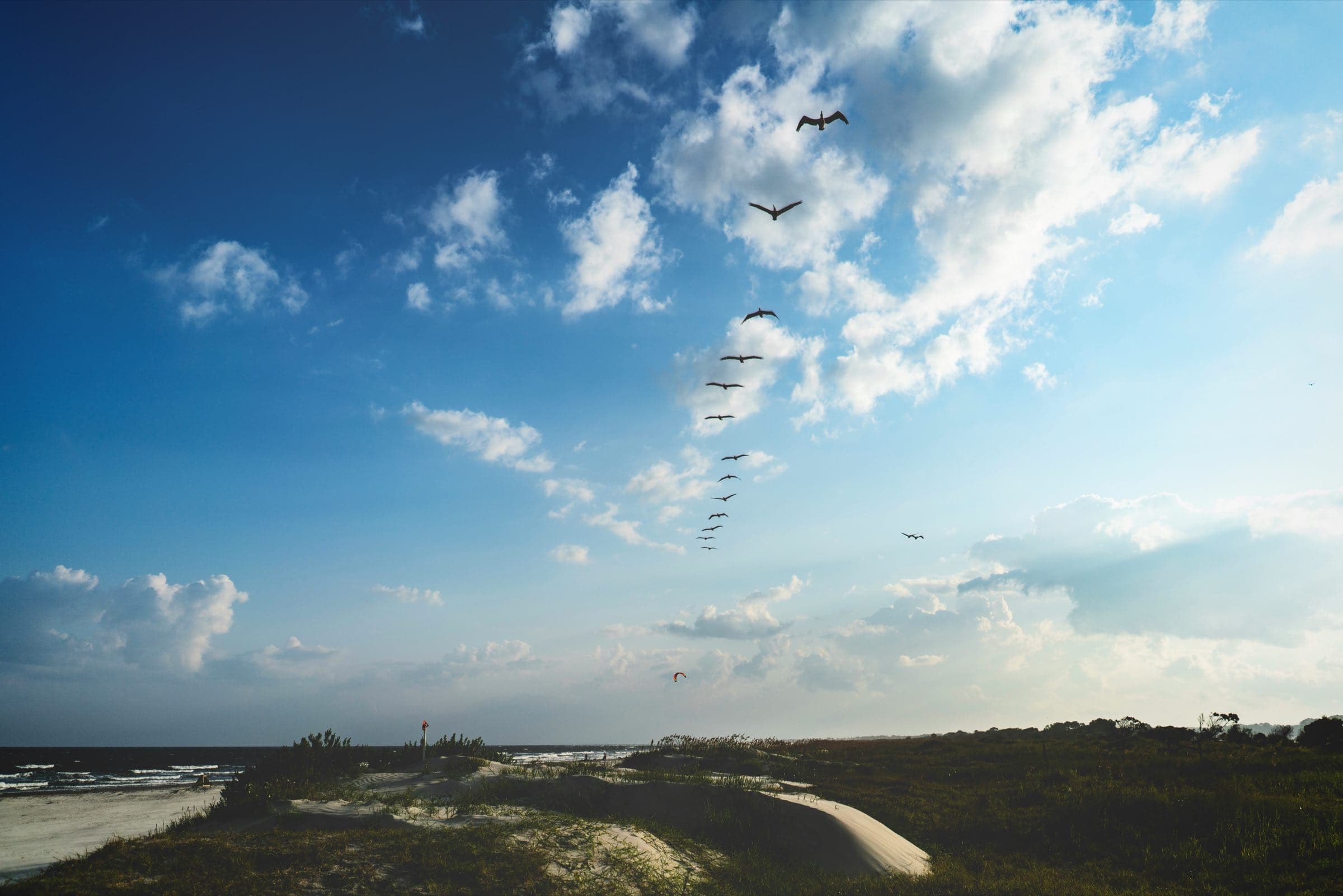 Brown pelicans flying over the dunes at Beachwalker Park, Kiawah Island