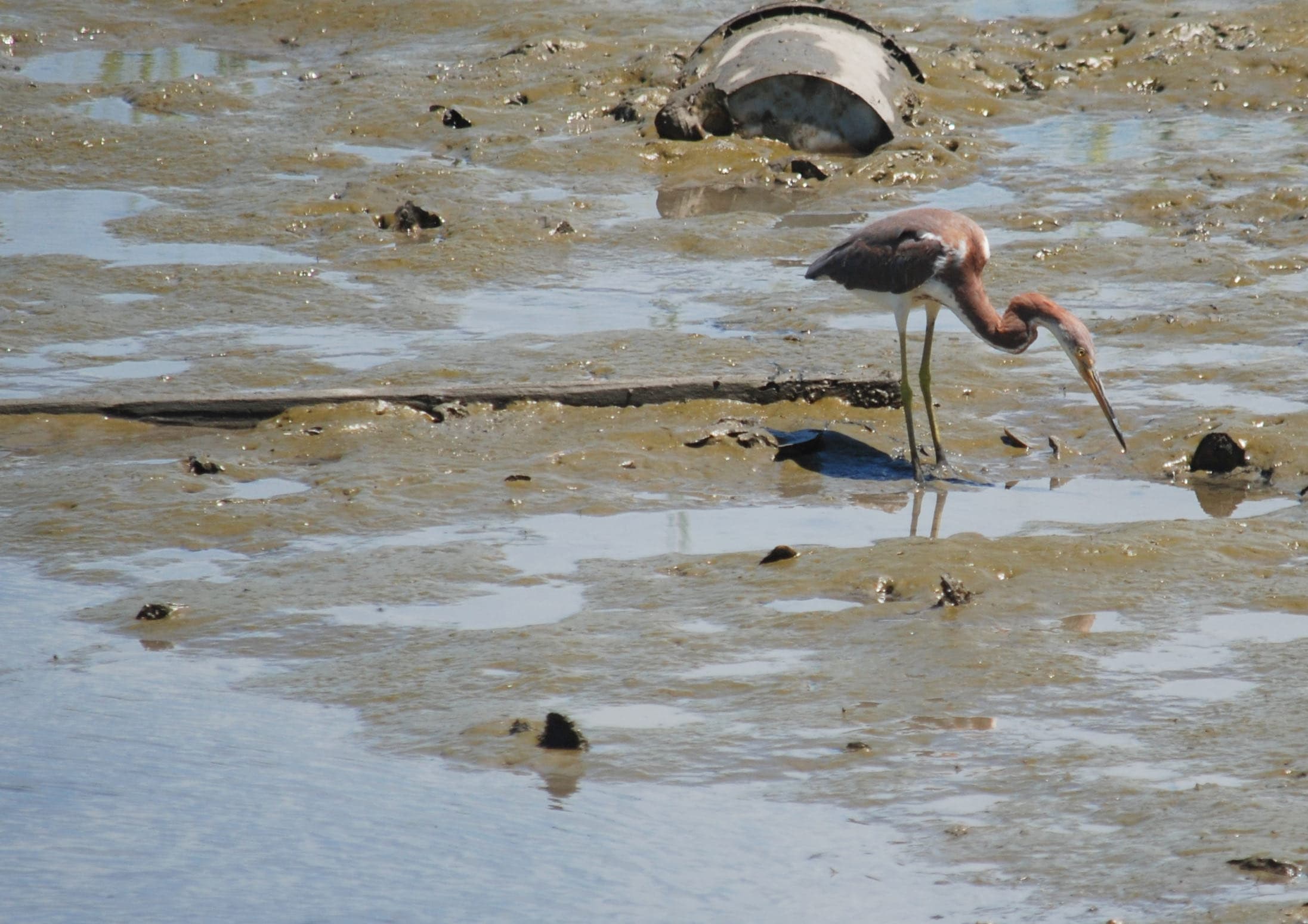 Heron wading across a pluff-mud flat at low tide on Kiawah Island