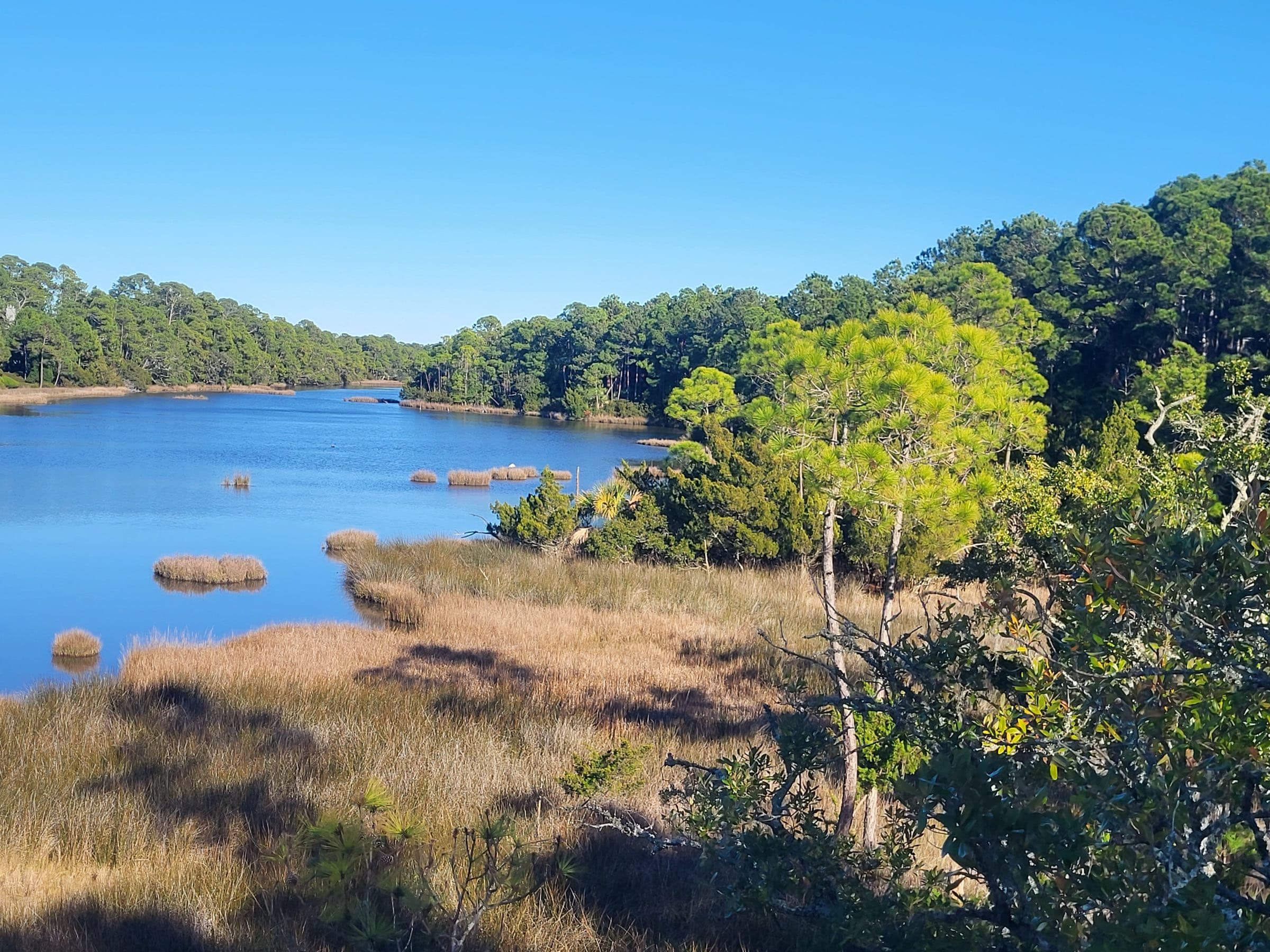 Lagoon edged with marsh grass and maritime forest on Kiawah Island