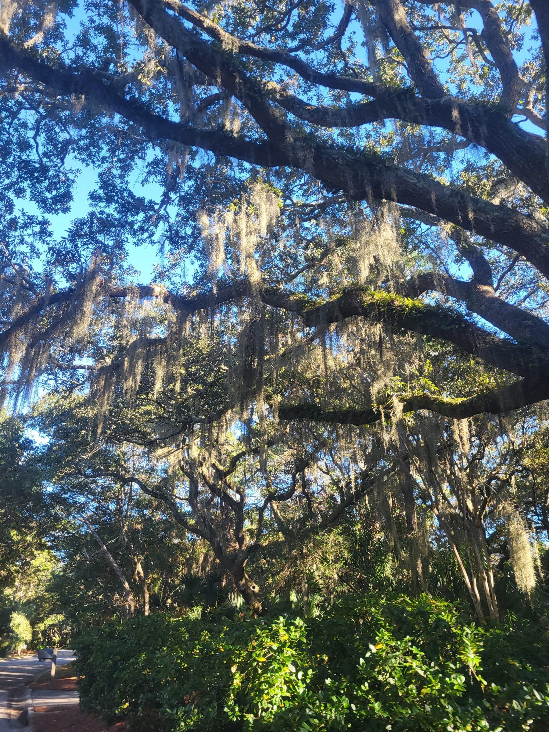 Live oak canopy hung with Spanish moss on Kiawah Island