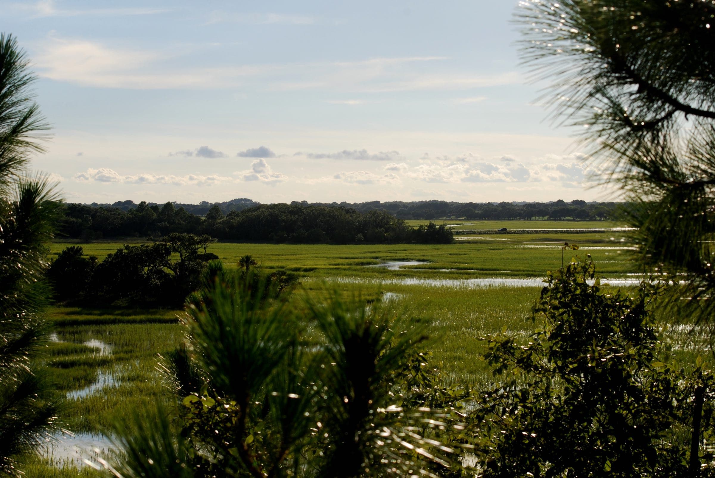 Spartina marsh and tidal creeks seen past palmettos on Kiawah Island