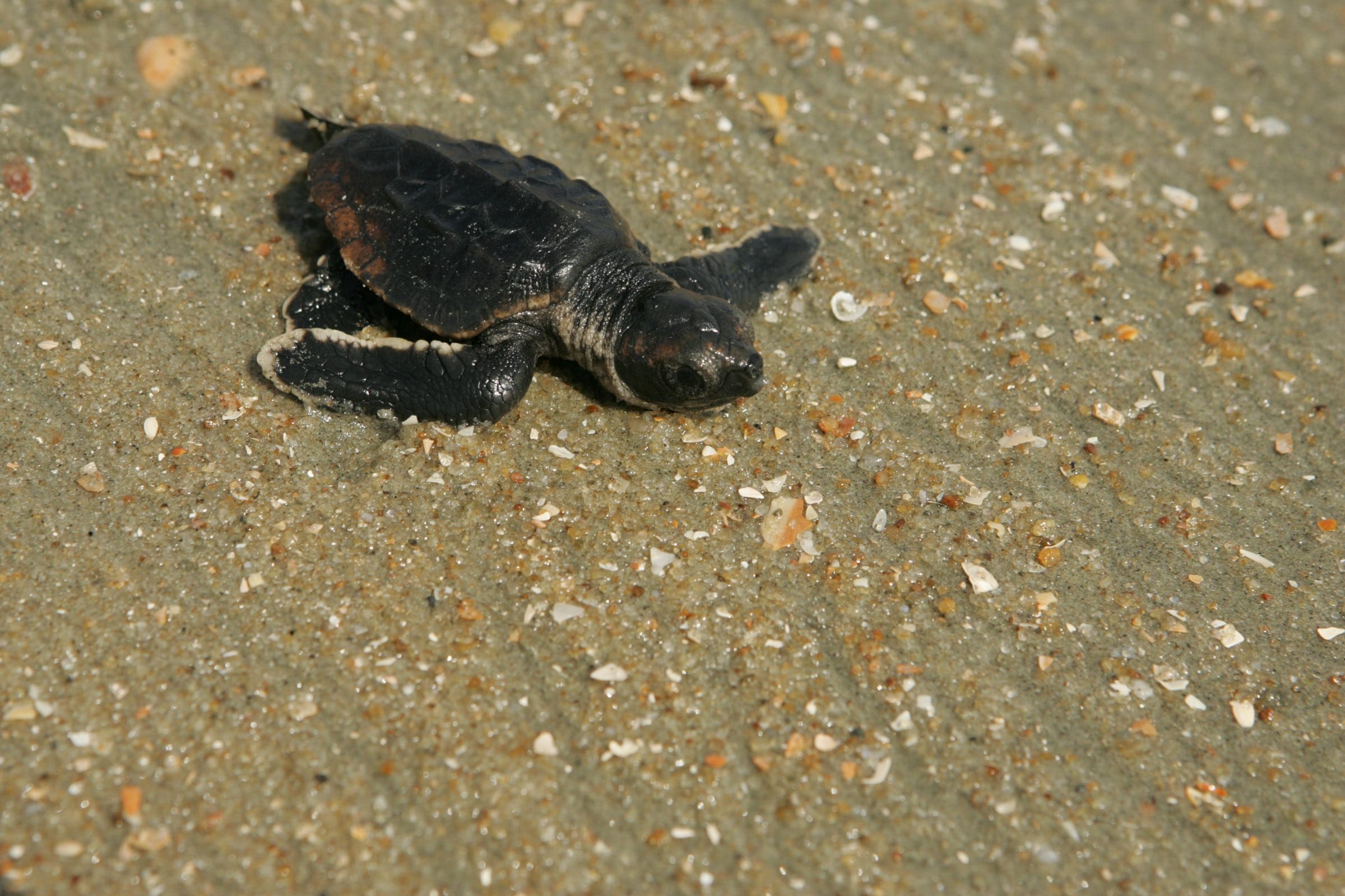 Loggerhead hatchling crossing the sand to the ocean, Cape Romain National Wildlife Refuge