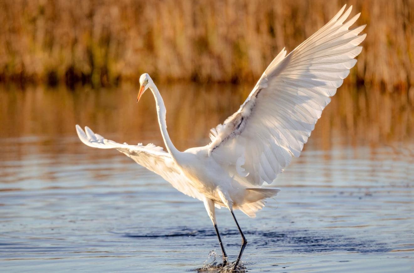 Great egret landing in shallow marsh water, wings raised