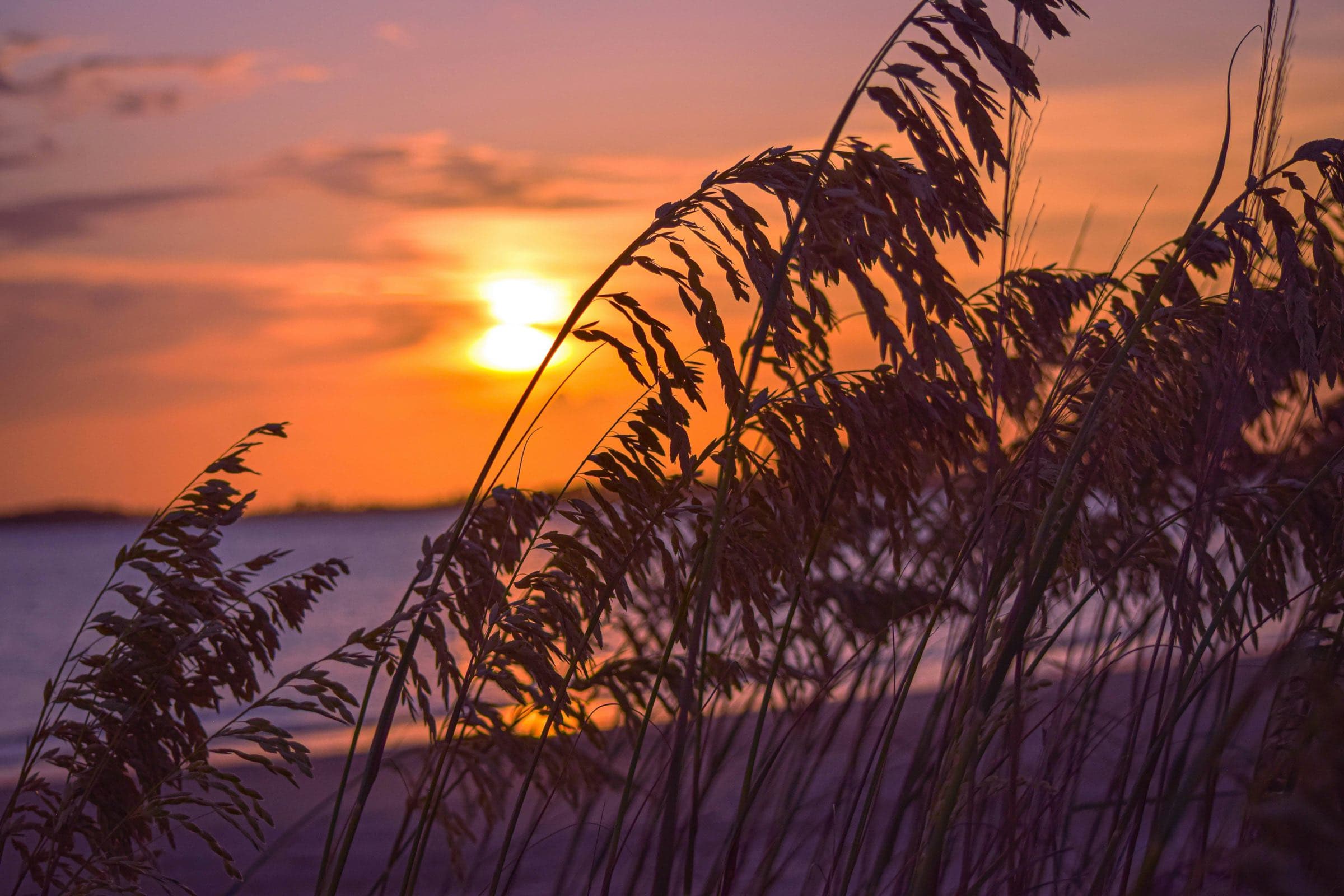 Sea oats silhouetted at sunset on Edisto Beach
