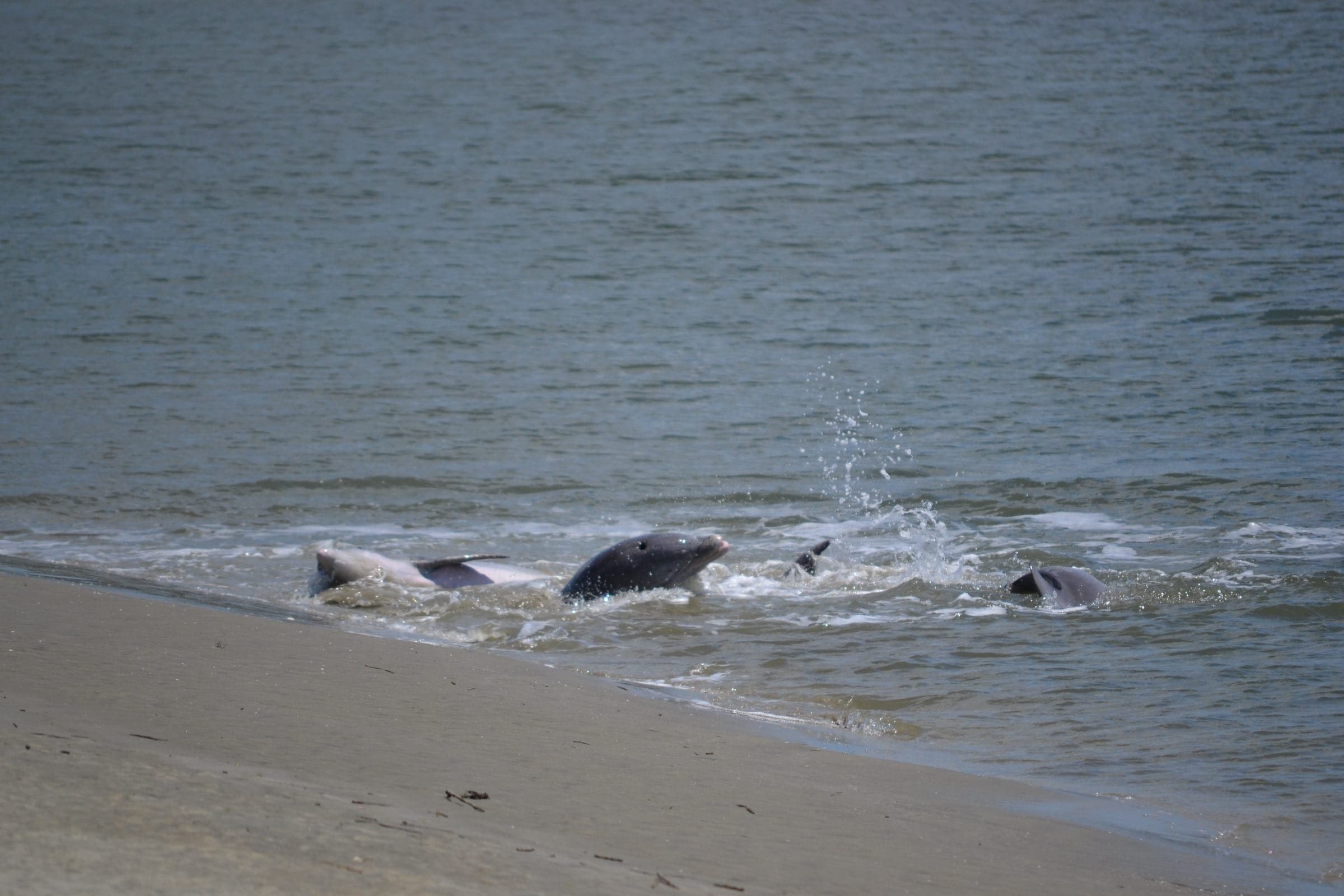 Bottlenose dolphins strand feeding at the water's edge on Seabrook Island