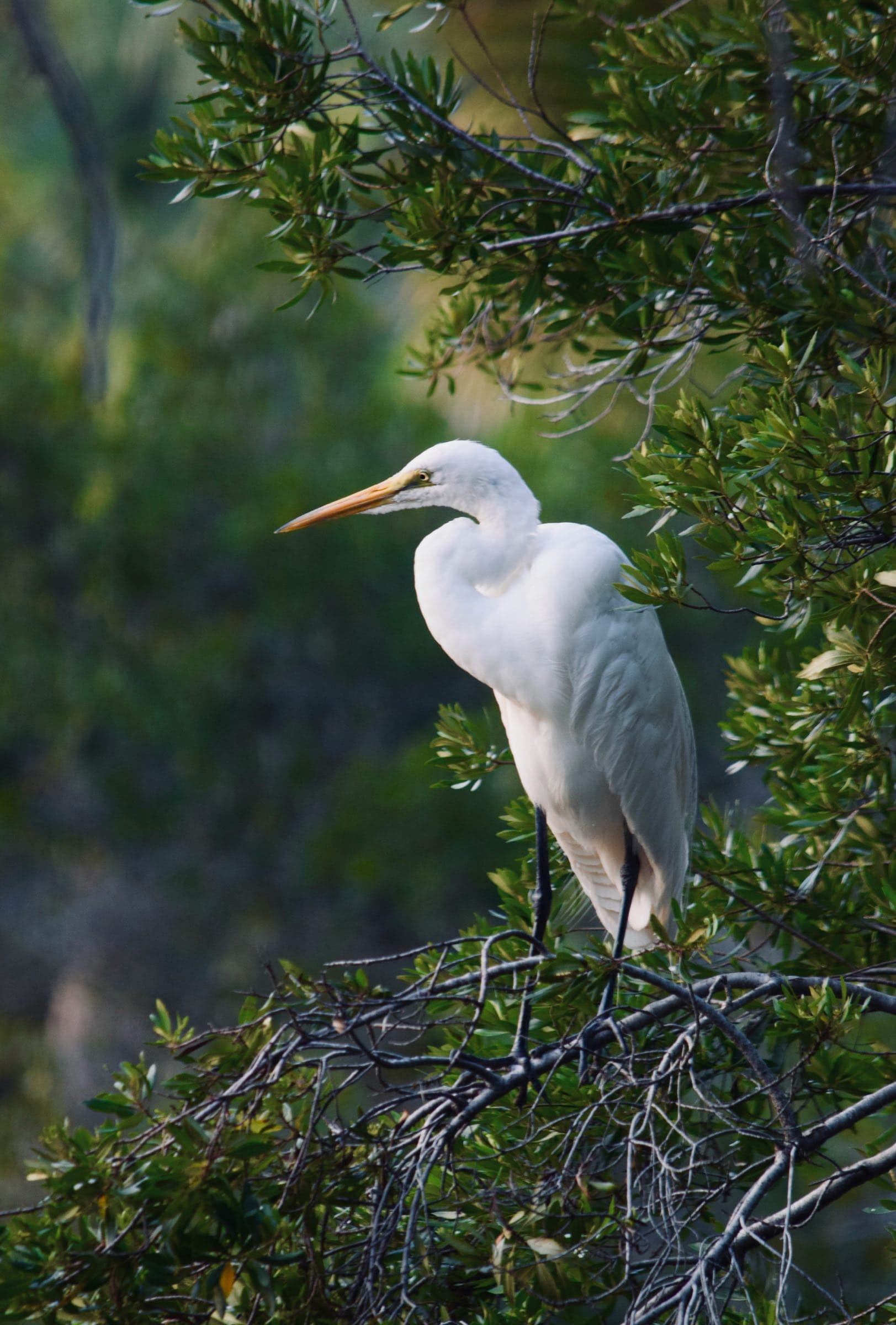 Great egret perched in a tree on Seabrook Island