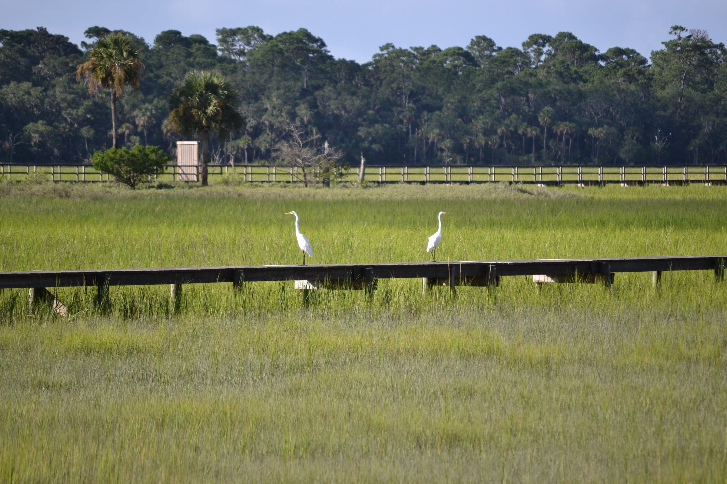 Egrets in the marsh beside a boardwalk on Seabrook Island