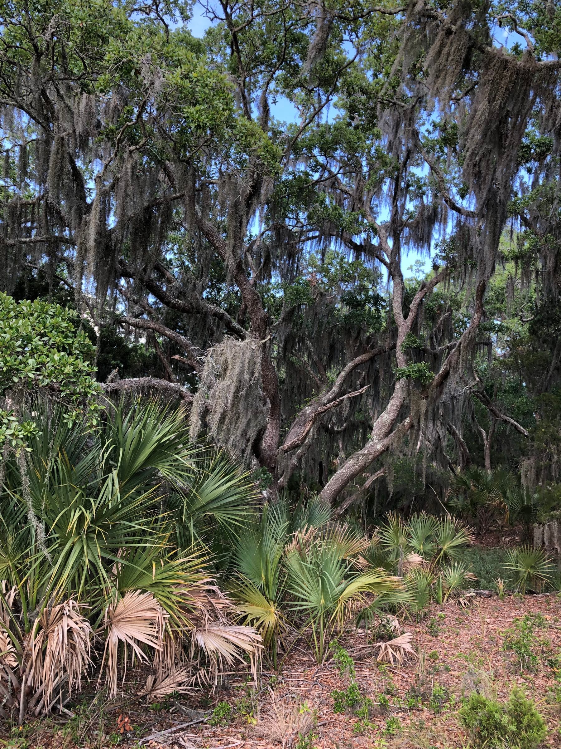 Live oaks with Spanish moss over palmettos in the maritime forest on Seabrook Island