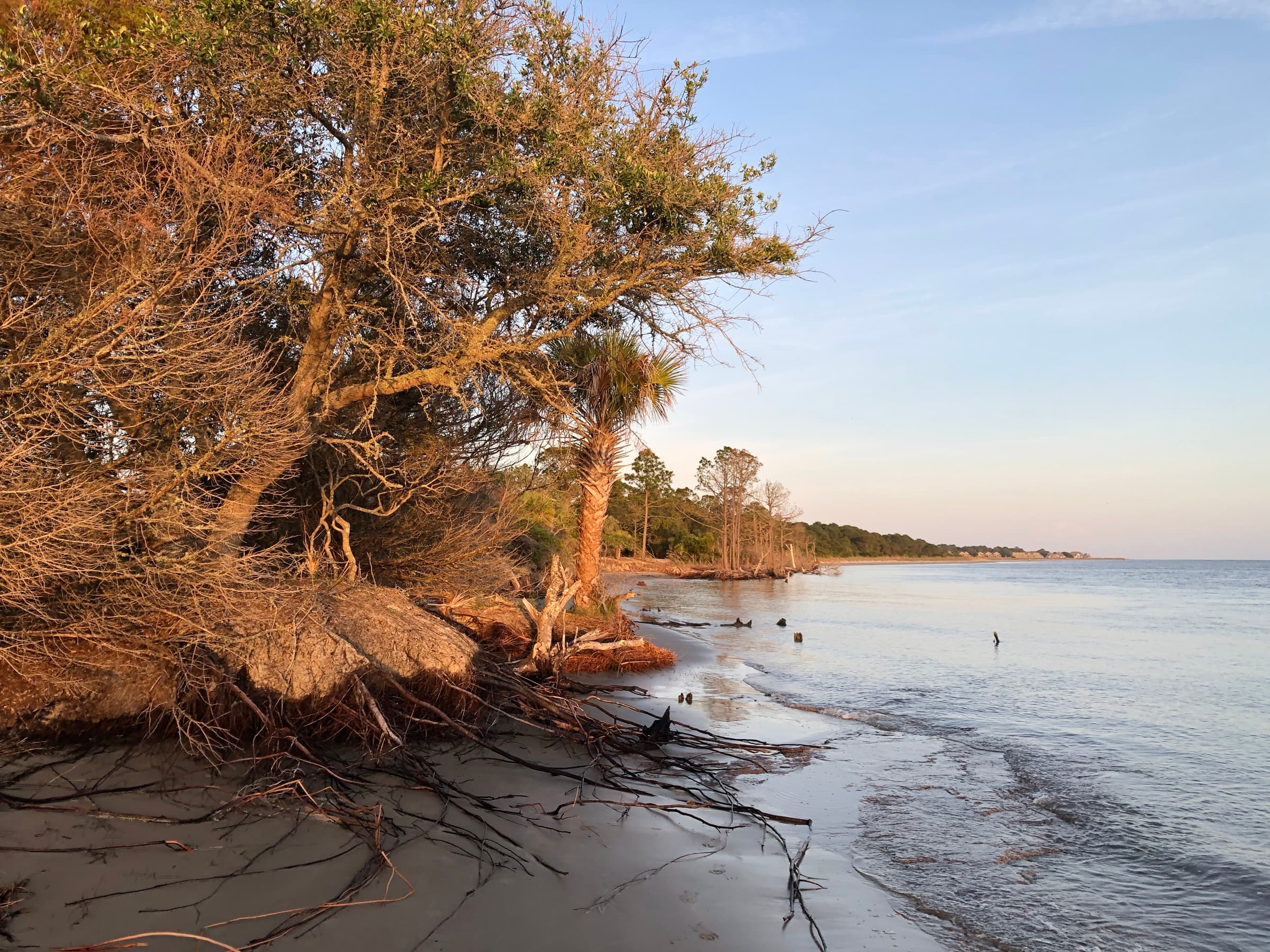 A windswept tree leaning over the sandy shore at sunset, Seabrook Island